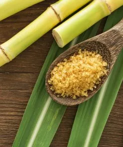 Fast Growing Trees Sugar Cane 10 Fast Growing Trees Sugar Cane