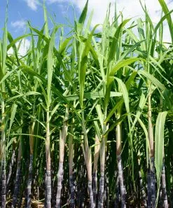 Fast Growing Trees Sugar Cane 9 Fast Growing Trees Sugar Cane