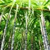 Fast Growing Trees Sugar Cane