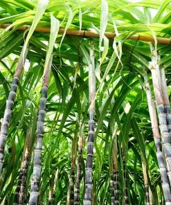 Fast Growing Trees Sugar Cane
