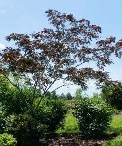 Fast Growing Trees Summer Chocolate Mimosa Tree 11 Fast Growing Trees Summer Chocolate Mimosa Tree