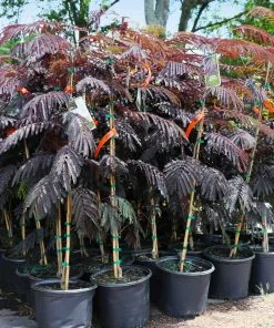 Fast Growing Trees Summer Chocolate Mimosa Tree 13 Fast Growing Trees Summer Chocolate Mimosa Tree