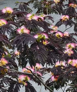 Fast Growing Trees Summer Chocolate Mimosa Tree