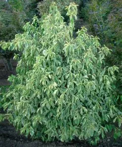 Fast Growing Trees Summer Splash™ Dogwood Tree 10 Fast Growing Trees Summer Splash™ Dogwood Tree