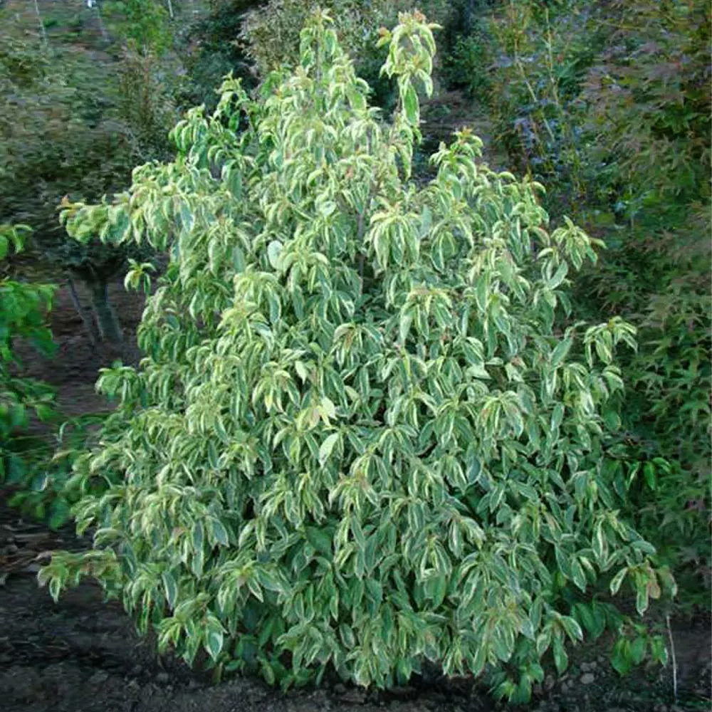 Fast Growing Trees Summer Splash™ Dogwood Tree 6 Fast Growing Trees Summer Splash™ Dogwood Tree