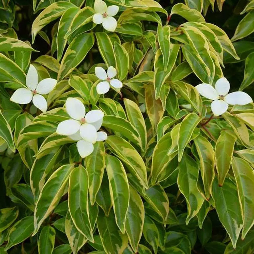 Fast Growing Trees Summer Splash™ Dogwood Tree 4 Fast Growing Trees Summer Splash™ Dogwood Tree