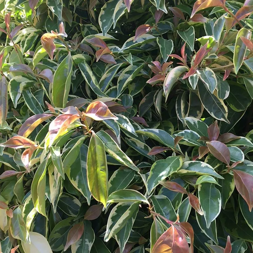 Fast Growing Trees Summer Splash™ Dogwood Tree 7 Fast Growing Trees Summer Splash™ Dogwood Tree