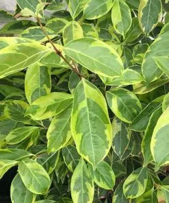 Fast Growing Trees Summer Splash™ Dogwood Tree 9 Fast Growing Trees Summer Splash™ Dogwood Tree