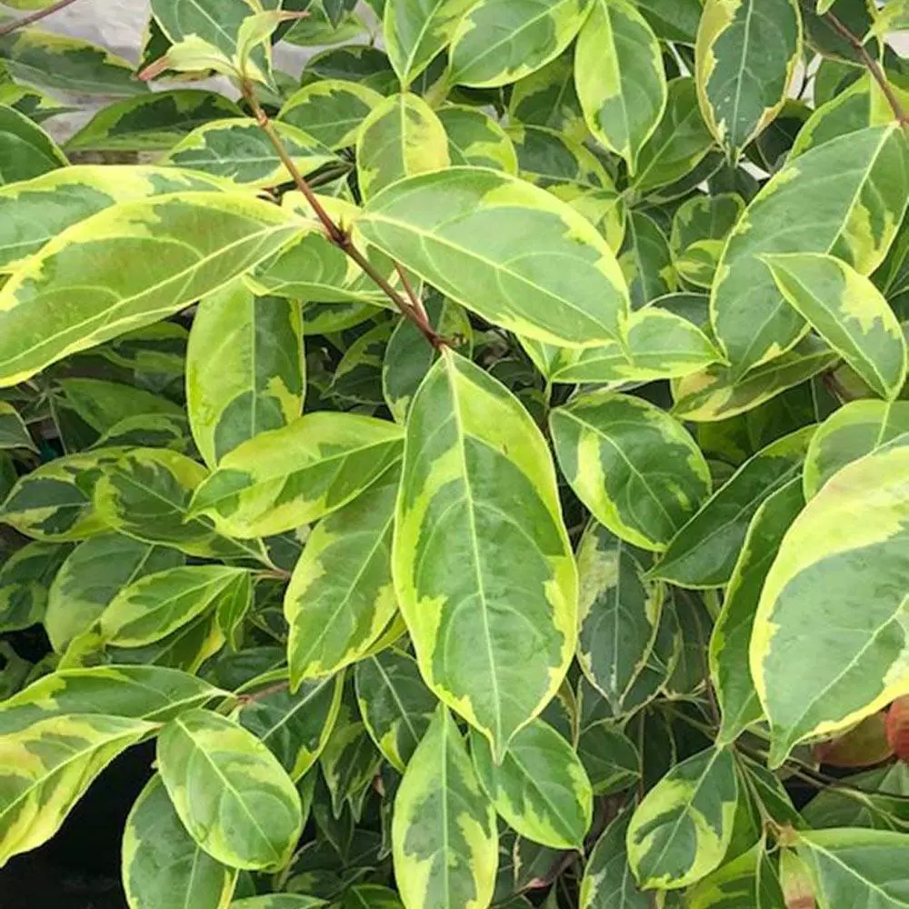 Fast Growing Trees Summer Splash™ Dogwood Tree 5 Fast Growing Trees Summer Splash™ Dogwood Tree