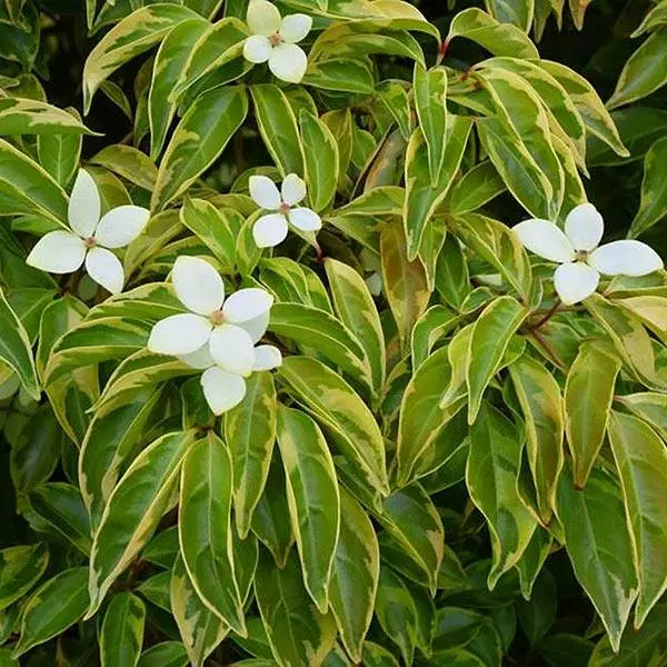 Fast Growing Trees Summer Splash™ Dogwood Tree 3 Fast Growing Trees Summer Splash™ Dogwood Tree