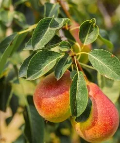 Fast Growing Trees Summercrisp Pear Tree Pear Trees