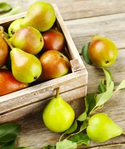 Fast Growing Trees Summercrisp Pear Tree Pear Trees 8 Fast Growing Trees Summercrisp Pear Tree Pear Trees