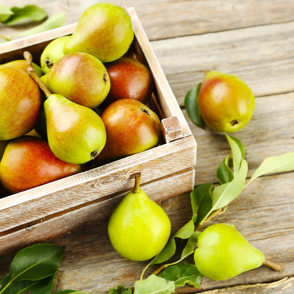 Fast Growing Trees Summercrisp Pear Tree Pear Trees 5 Fast Growing Trees Summercrisp Pear Tree Pear Trees