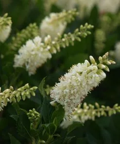 Fast Growing Trees See All Shrubs & Hedges Summersweet Clethra Shrub 7 Fast Growing Trees See All Shrubs & Hedges Summersweet Clethra Shrub