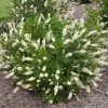 Fast Growing Trees See All Shrubs & Hedges Summersweet Clethra Shrub 2 Fast Growing Trees See All Shrubs & Hedges Summersweet Clethra Shrub