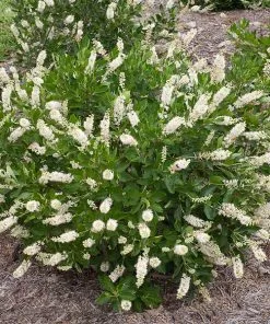 Fast Growing Trees See All Shrubs & Hedges Summersweet Clethra Shrub