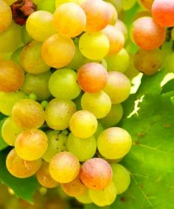 Fast Growing Trees Grape Vines Summit Muscadine Grapes