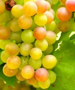 Fast Growing Trees Grape Vines Summit Muscadine Grapes