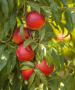 Fast Growing Trees Shop Indoor & Patio Fruit Sunglo Nectarine Tree