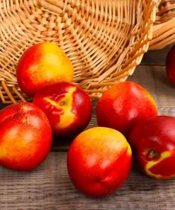 Fast Growing Trees Shop Indoor & Patio Fruit Sunglo Nectarine Tree