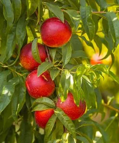 Fast Growing Trees Shop Indoor & Patio Fruit Sunglo Nectarine Tree