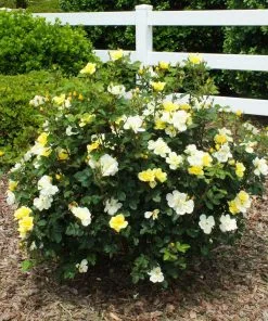 Fast Growing Trees Roses Sunny Knock Out® Rose 13 Fast Growing Trees Roses Sunny Knock Out® Rose