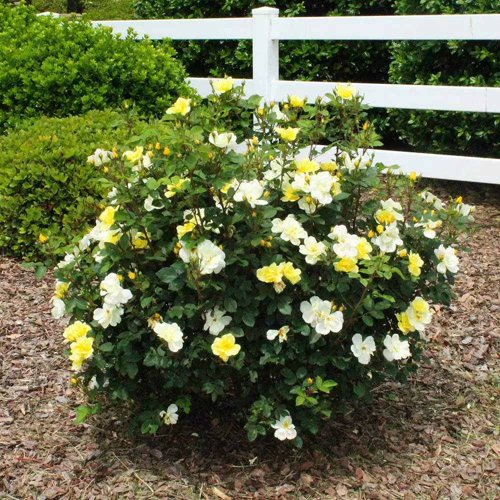 Fast Growing Trees Roses Sunny Knock Out® Rose 8 Fast Growing Trees Roses Sunny Knock Out® Rose
