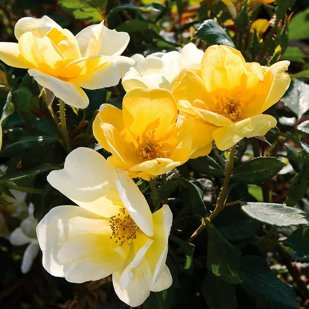 Fast Growing Trees Roses Sunny Knock Out® Rose 5 Fast Growing Trees Roses Sunny Knock Out® Rose