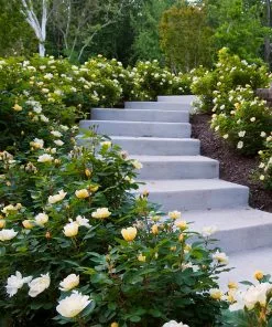 Fast Growing Trees Roses Sunny Knock Out® Rose 11 Fast Growing Trees Roses Sunny Knock Out® Rose