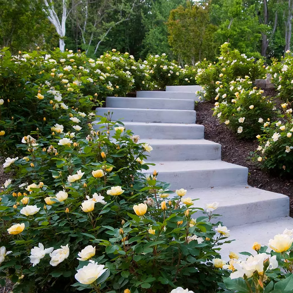 Fast Growing Trees Roses Sunny Knock Out® Rose 6 Fast Growing Trees Roses Sunny Knock Out® Rose