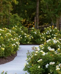 Fast Growing Trees Roses Sunny Knock Out® Rose 12 Fast Growing Trees Roses Sunny Knock Out® Rose