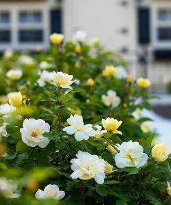 Fast Growing Trees Roses Sunny Knock Out® Rose