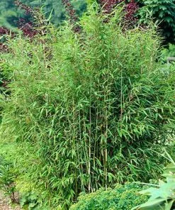 Fast Growing Trees Bamboo Trees Sunset Glow Bamboo