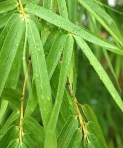 Fast Growing Trees Bamboo Trees Sunset Glow Bamboo