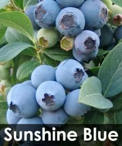 Fast Growing Trees 3-in-1 Blueberry Bush (Northern Highbush) Blueberry Bushes 10 Fast Growing Trees 3-in-1 Blueberry Bush (Northern Highbush) Blueberry Bushes