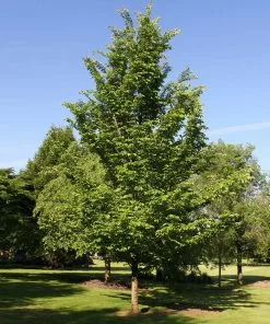 Fast Growing Trees Emerald Sunshine® Elm Tree Elm Trees 9 Fast Growing Trees Emerald Sunshine® Elm Tree Elm Trees