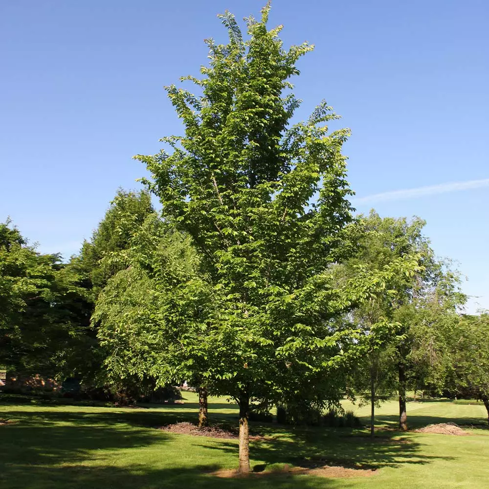 Fast Growing Trees Emerald Sunshine® Elm Tree Elm Trees 5 Fast Growing Trees Emerald Sunshine® Elm Tree Elm Trees