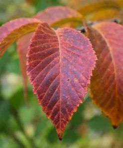 Fast Growing Trees Emerald Sunshine® Elm Tree Elm Trees 10 Fast Growing Trees Emerald Sunshine® Elm Tree Elm Trees