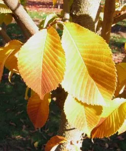 Fast Growing Trees Emerald Sunshine® Elm Tree Elm Trees 11 Fast Growing Trees Emerald Sunshine® Elm Tree Elm Trees