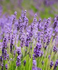 Fast Growing Trees SuperBlue Lavender See All Shrubs & Hedges 7 Fast Growing Trees SuperBlue Lavender See All Shrubs & Hedges