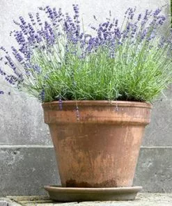 Fast Growing Trees SuperBlue Lavender See All Shrubs & Hedges