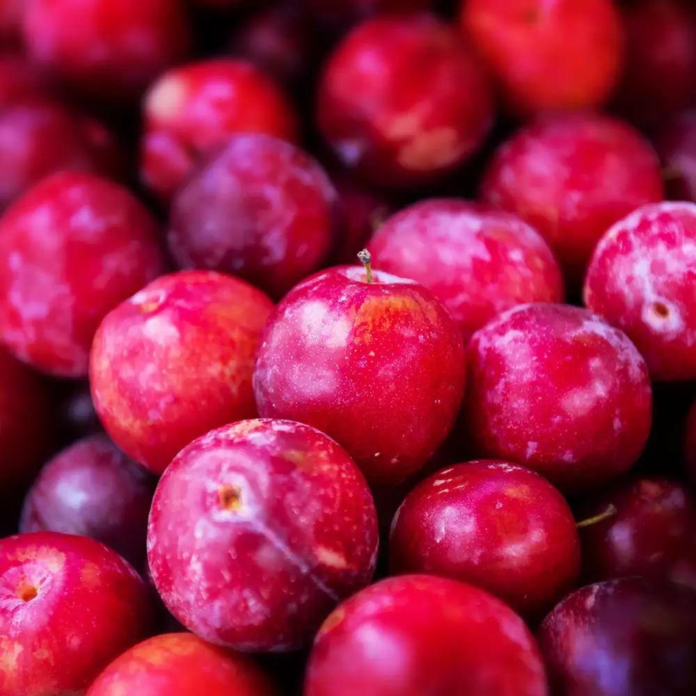 Fast Growing Trees Superior Plum Tree Plum Trees 5 Fast Growing Trees Superior Plum Tree Plum Trees