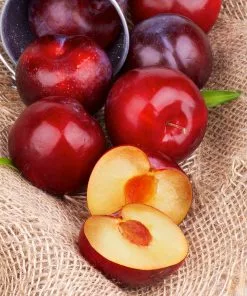 Fast Growing Trees Superior Plum Tree Plum Trees 13 Fast Growing Trees Superior Plum Tree Plum Trees