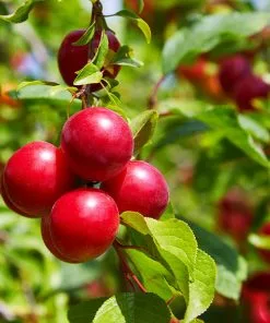 Fast Growing Trees Superior Plum Tree Plum Trees