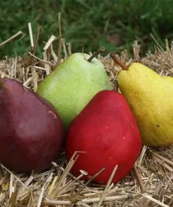 Fast Growing Trees 4-in-1 Pear Surprise Tree Pear Trees