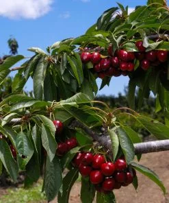 Fast Growing Trees 3-in-1 Cherry Surprise Tree 7 Fast Growing Trees 3-in-1 Cherry Surprise Tree