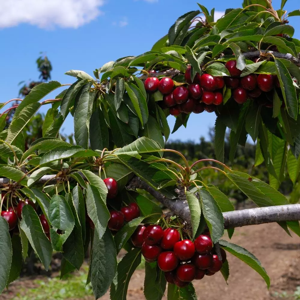 Fast Growing Trees 3-in-1 Cherry Surprise Tree 5 Fast Growing Trees 3-in-1 Cherry Surprise Tree