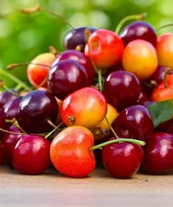 Fast Growing Trees 5-in-1 Cherry Surprise Tree