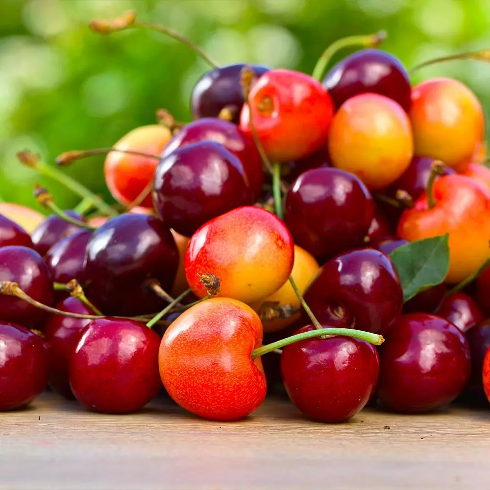 Fast Growing Trees 5-in-1 Cherry Surprise Tree 4 Fast Growing Trees 5-in-1 Cherry Surprise Tree