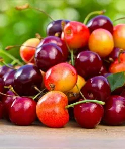 Fast Growing Trees 3-in-1 Cherry Surprise Tree